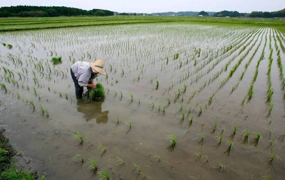 马圭省本漂县区今年雨季节已完成雨季稻6.8万多英亩种植工作