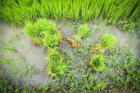 实皆省钦乌县区雨季规划种植雨季稻10万英亩已种植1千多英亩