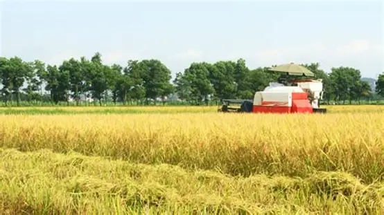 实皆省瑞帽县区现夏季种植的2万多英亩夏季稻已全完成收割工作
