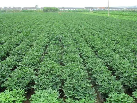 实皆省茵马宾县区规划种植雨花生3千多英亩已种植1千多英亩