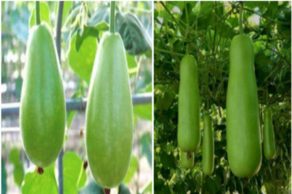 种植冬瓜所获收入约为投资的2倍