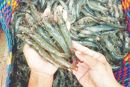 伊洛瓦底省礼德耶县区9月份期间向仰光市输送出大量的虾类