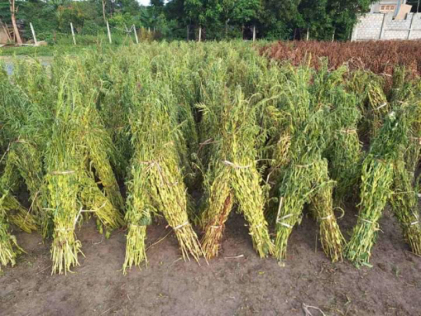 实皆省敏牧县区种植雨芝麻1.9万多英亩已完成1.2万英亩采收