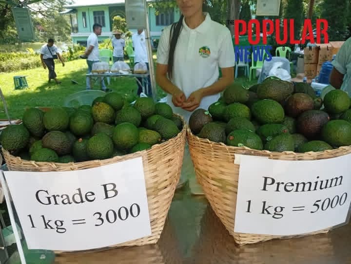 缅甸举办牛油果及水果节 推动品种改良拓展国际市场
