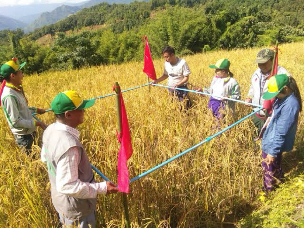 马圭省德悦县区进行雨季稻标准田收割工作